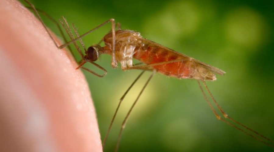 Mosquitoes, malaria, and MARCH Preventing lowbirthweight babies LSHTM